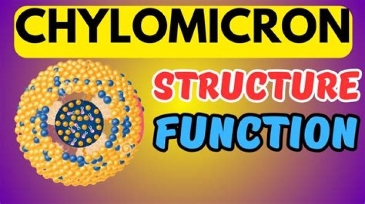 What is the function of chylomicrons?