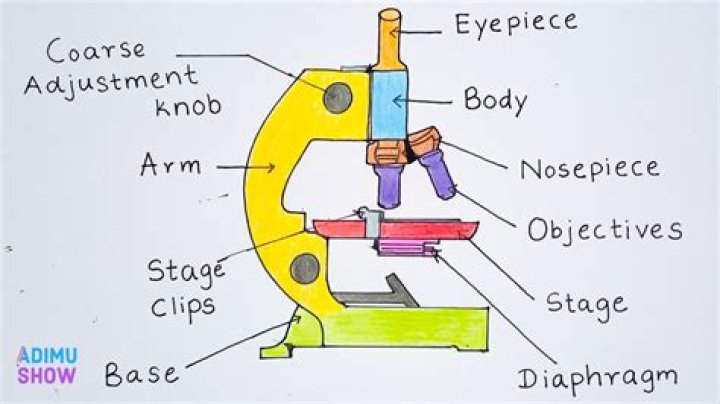 What is the function of draw tube in microscope?