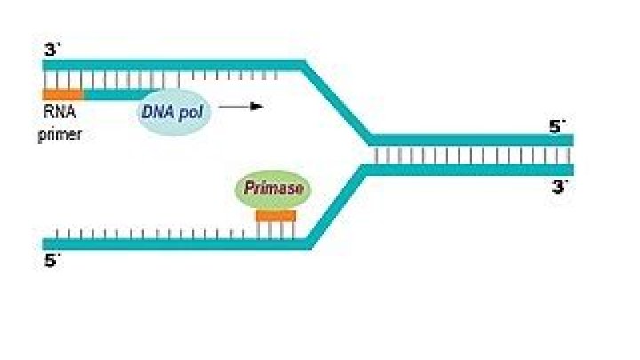 What is the function of Primase?