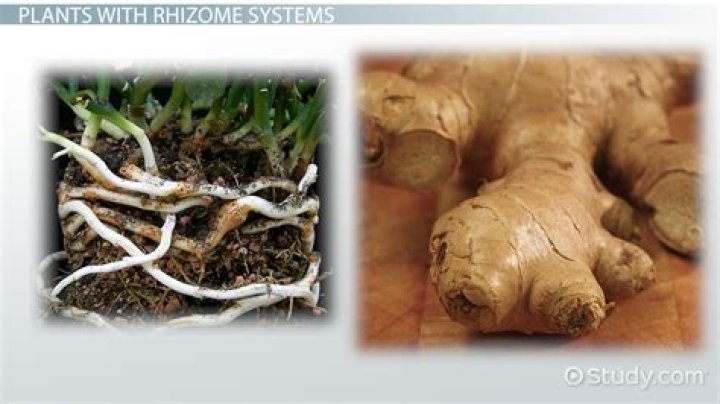 What is the function of rhizomes?