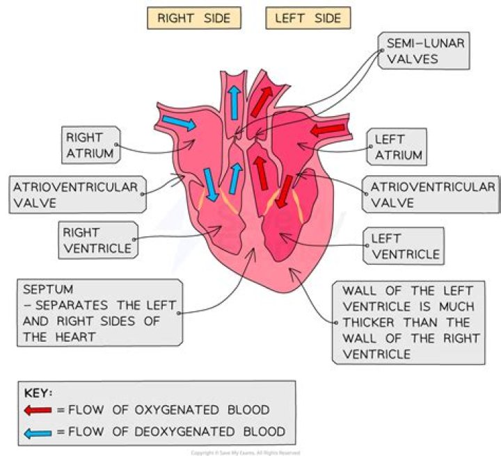 What is the function of the atrioventricular and semilunar valves of the heart?