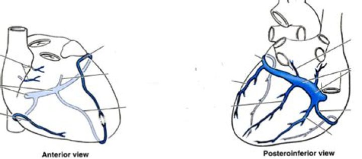 What is the function of the coronary sinus quizlet?