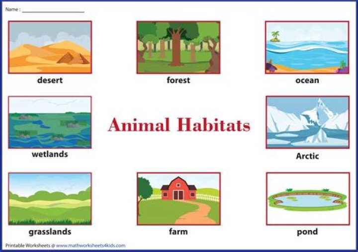 What is the habitat of camel?