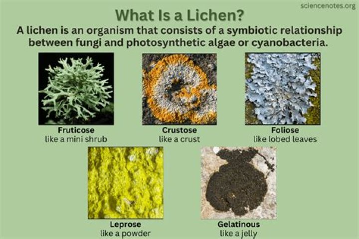 What is the kingdom of lichen?