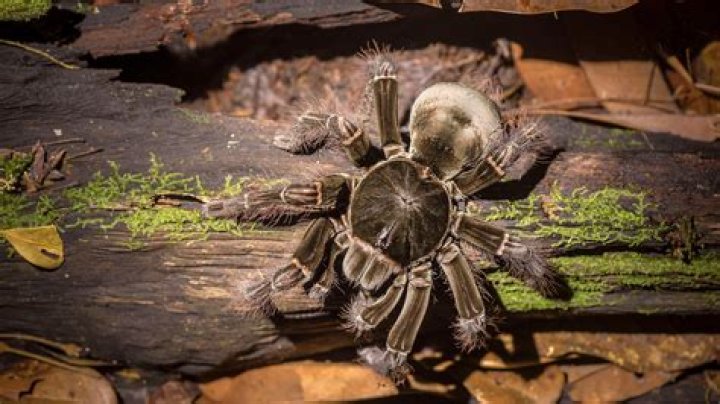 What is the largest spider?