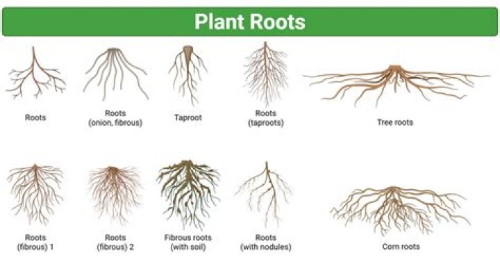 What is the main root of a plant?