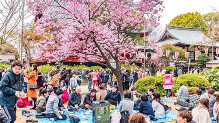 What is the meaning of the Cherry Blossom Festival?
