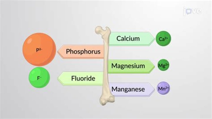 What is the most abundant mineral in bones?