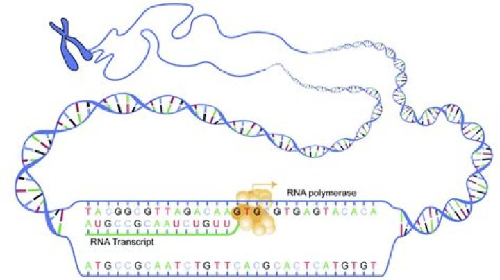 What is the mRNA sequence of DNA?
