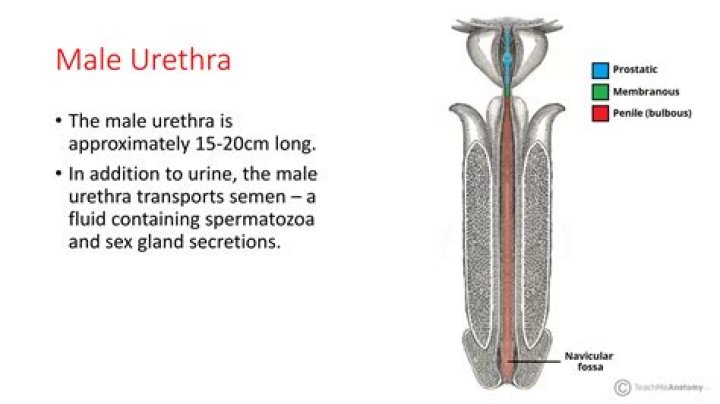 What is the narrowest part of the male urethra?