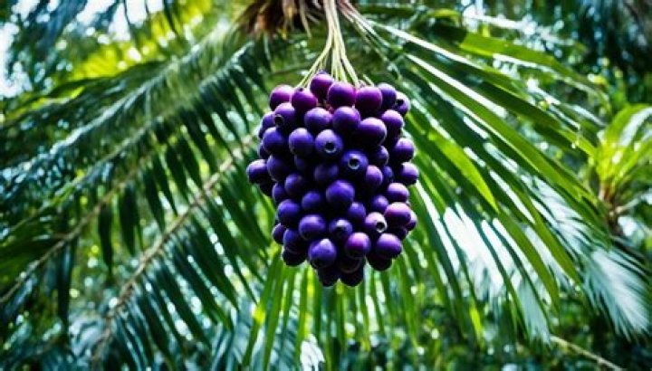What is the origin of acai?
