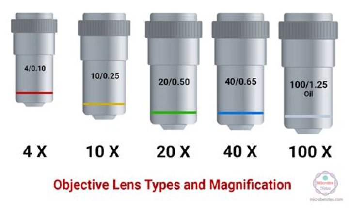 What is the purpose of objective lens?