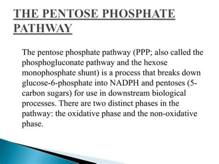 What is the purpose of pentose phosphate pathway?