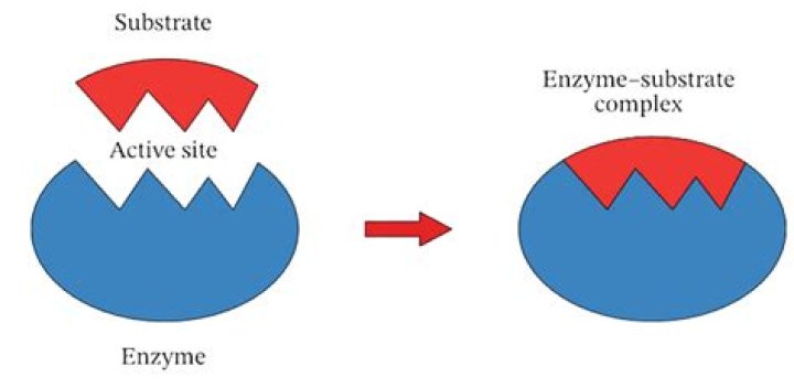 What is the relationship between a substrate and a catalyst?