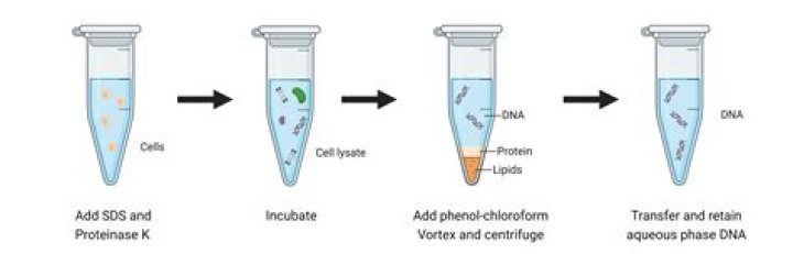 What is the role of potassium acetate in DNA extraction?
