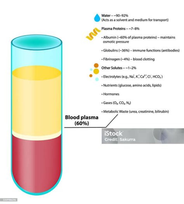 What is the role of water in blood plasma?