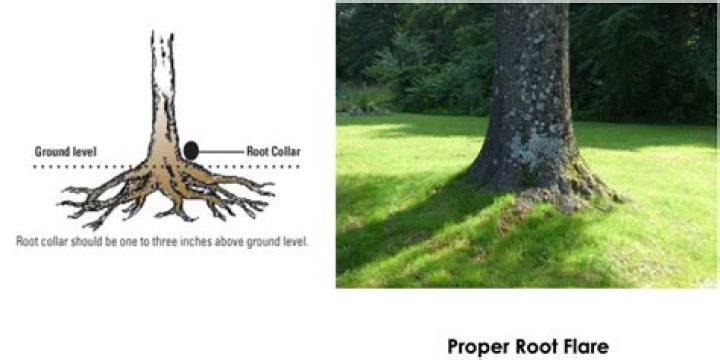 What is the root flare of a tree?