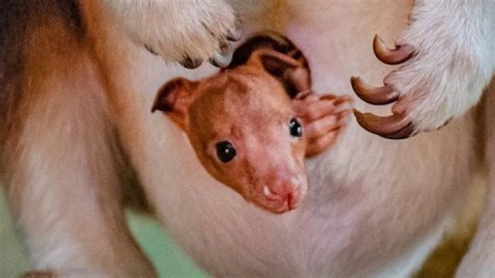 What is the size of the newborn kangaroo?