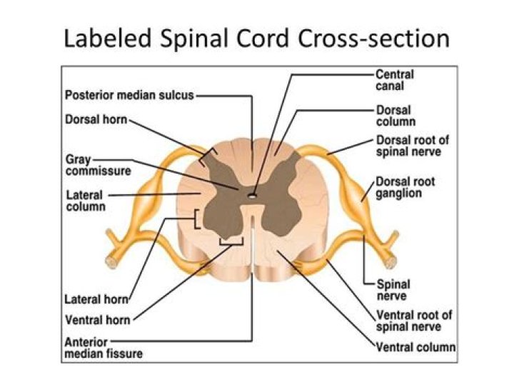 What is the ventral horn of the spinal cord?
