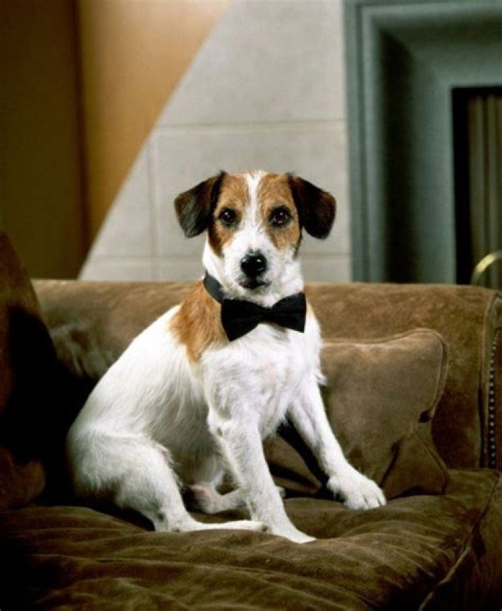 What kind of dog is Eddie on Frasier?