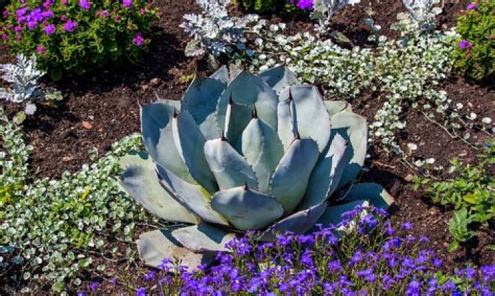 What kind of flowers grow in New Mexico?