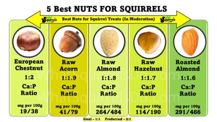 What kind of nuts do squirrels eat?