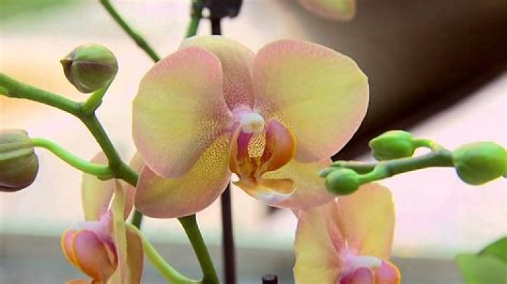 What kind of orchid is a Just Add Ice Orchid?