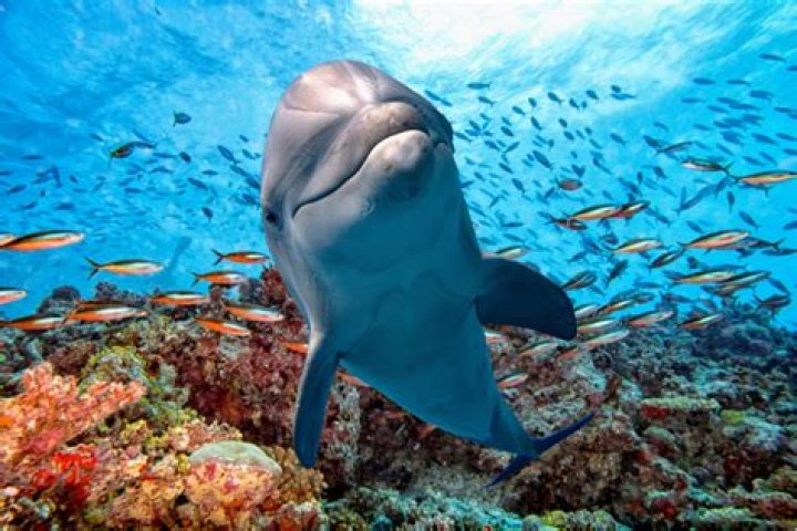 What kind of water does a dolphin live in?