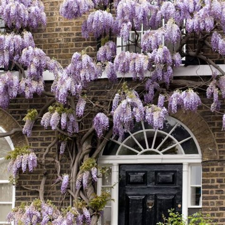 What level should I be for wysteria?