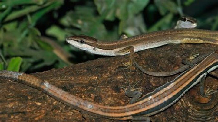 What lizard has the longest tail?