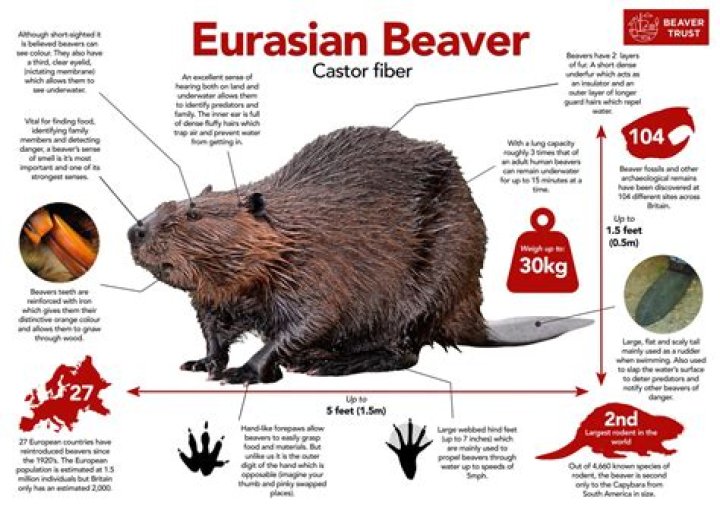 What makes a beaver a rodent?