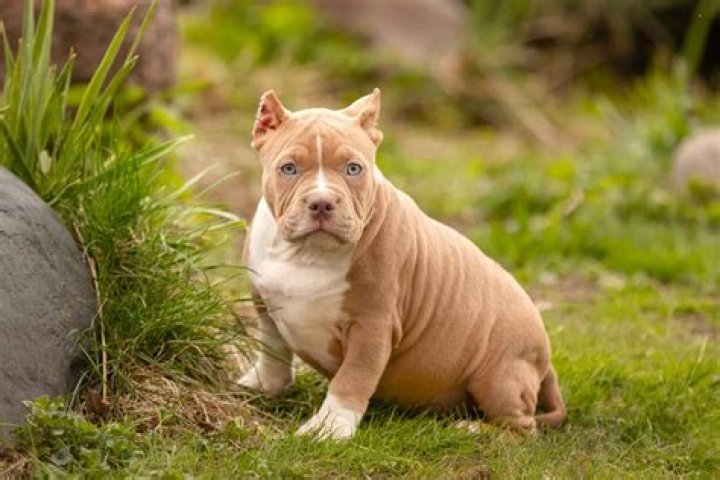 What makes a dog a bully breed?