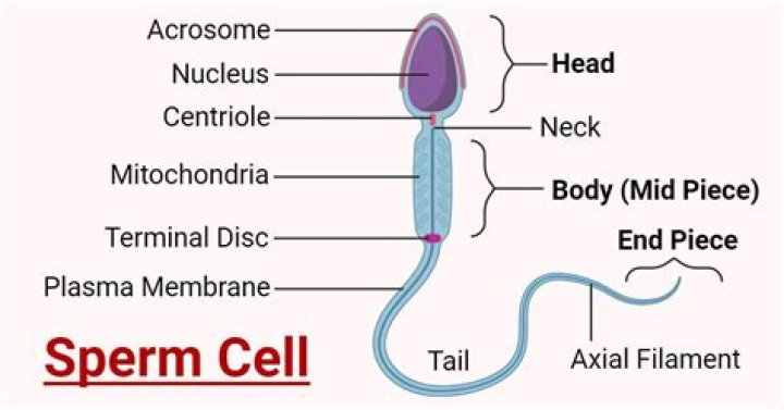 What makes up sperm cell?