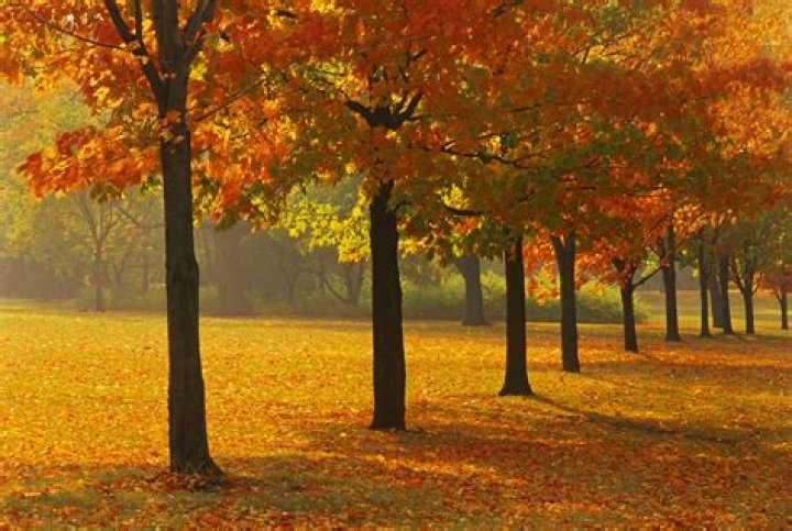 What maple tree has orange leaves?