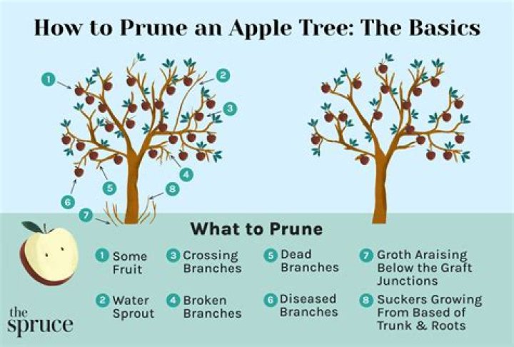 What month do you prune trees?