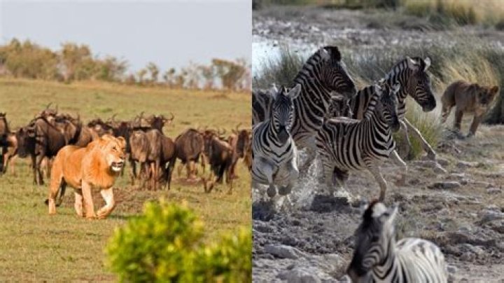 What niche do Lions fill?