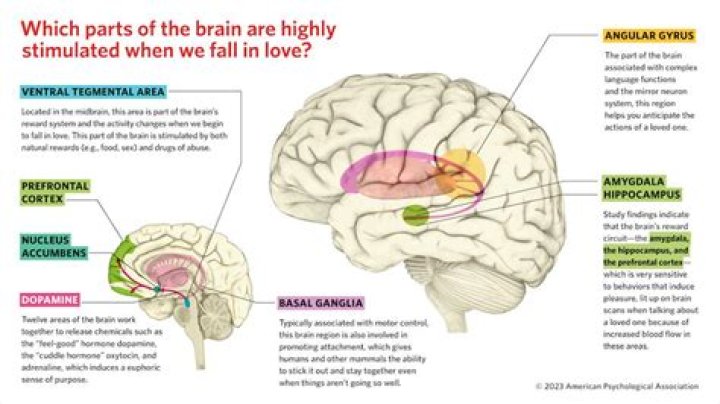 What part of the brain controls relationships?