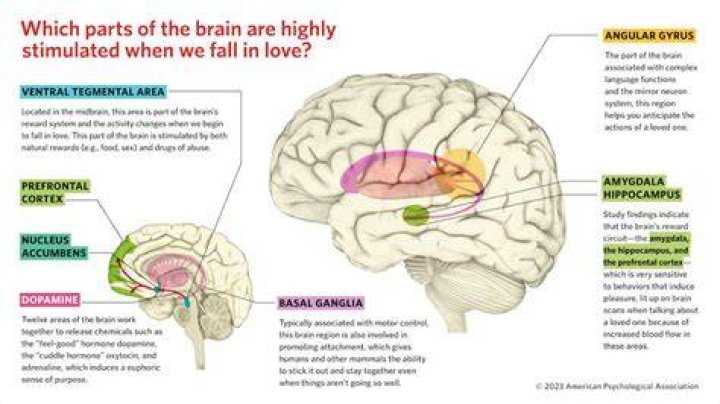 What part of the brain makes you lie?