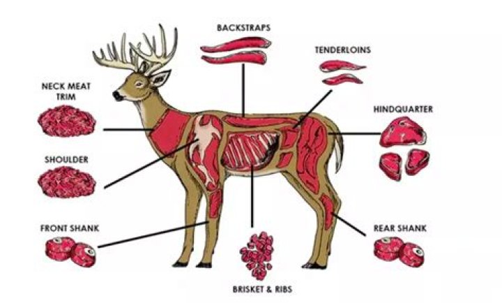 What part of the deer is the backstrap?