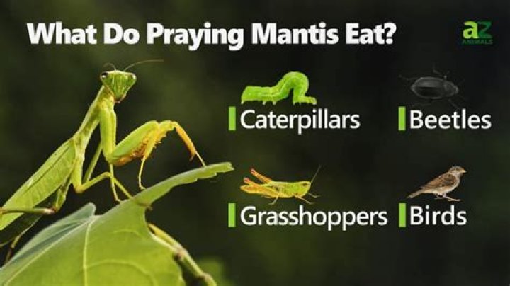 What pray mantis eat?