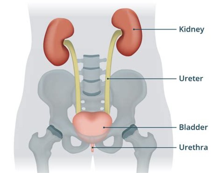 What role does the bladder play in the urinary system?