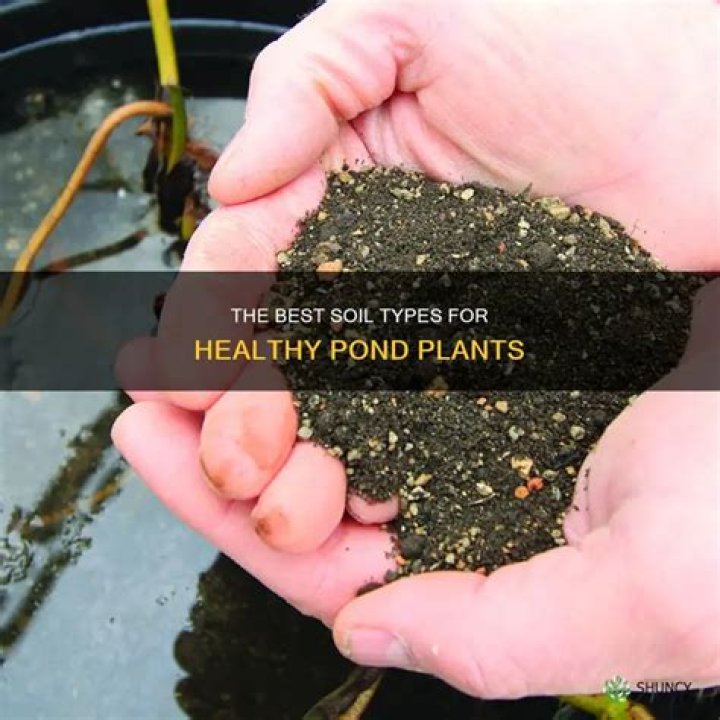 What soil is best for pond plants?