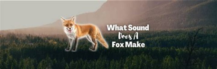 What sound does a swan make when it dies?