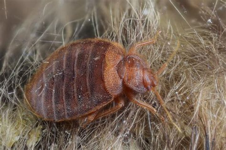 What species are bed bugs?