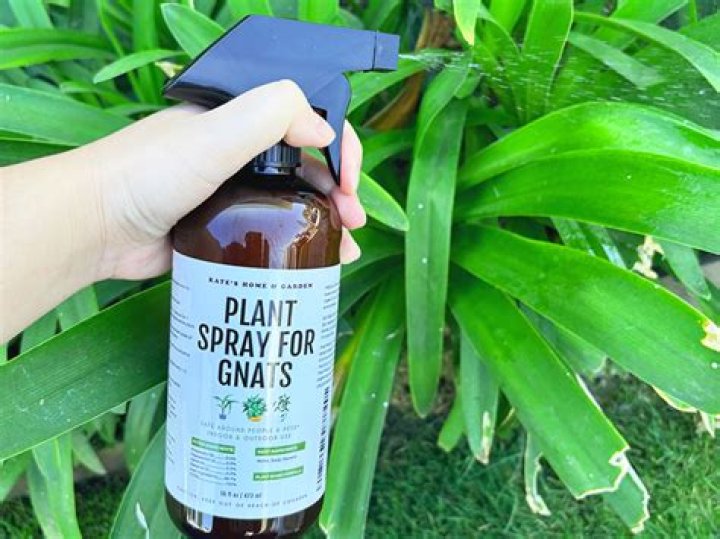 What spray will kill gnats?
