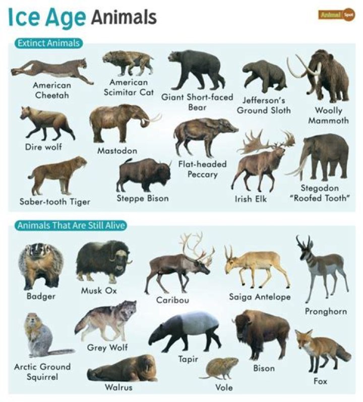 What stage of the ice age are we in?