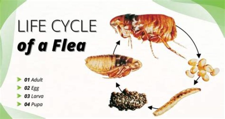 What temperature can fleas survive?