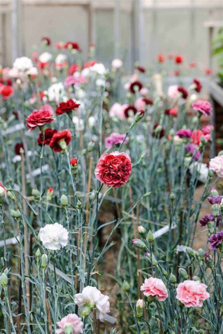 What time of year do you plant carnations?