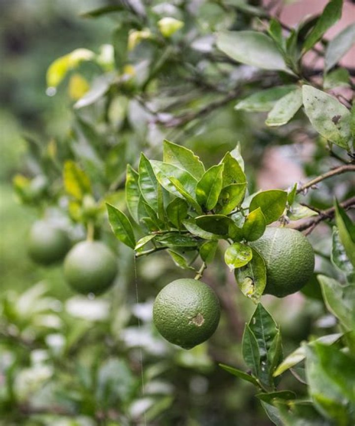 What time of year do you prune lime trees?