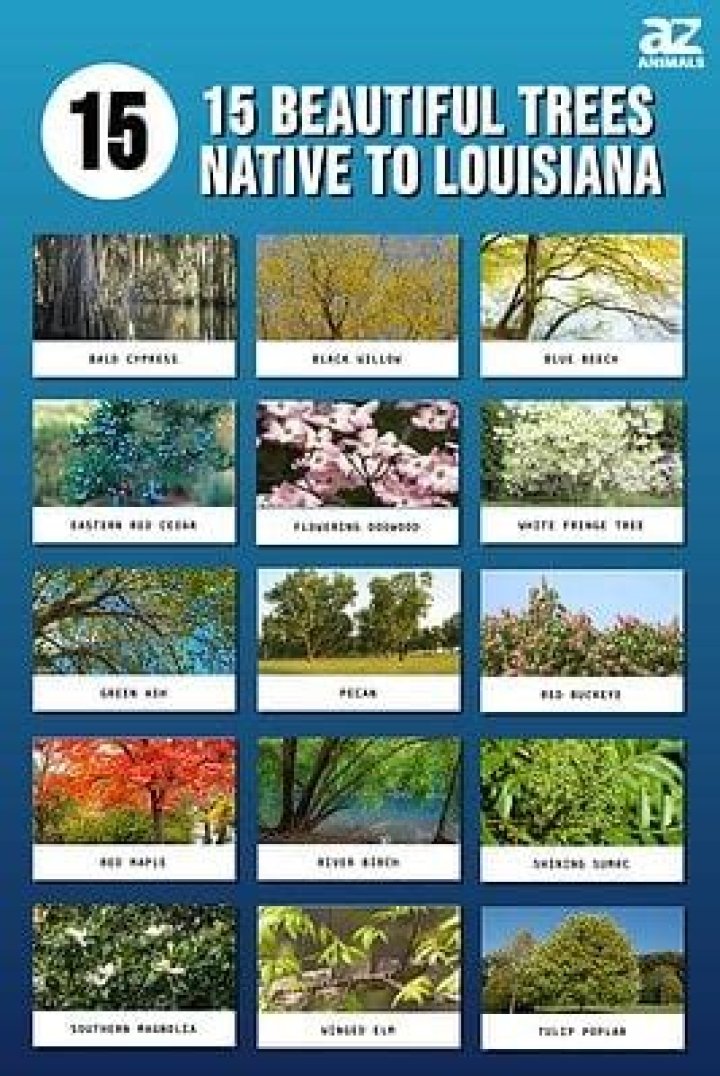 What trees are native to Louisiana?